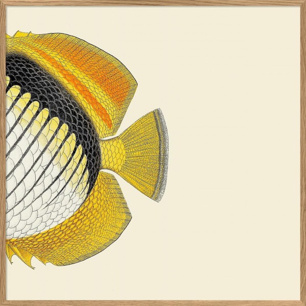 Yellow Fish Tail 61x61 + Oak frame