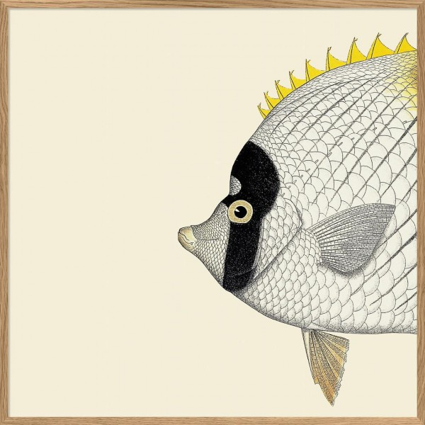 Yellow Fish Head 61x61 + Oak frame