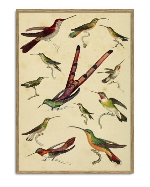 Hummingbirds, Rahmen Eiche, 50x70cm